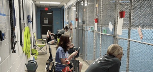 Volunteers Give Up 4th Of July To Calm Kentucky Humane Society Animals