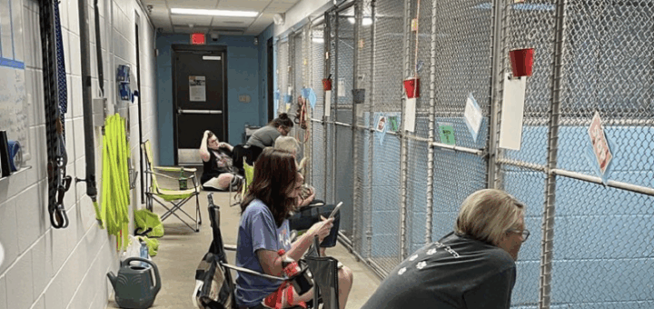 Volunteers Give Up 4th Of July To Calm Kentucky Humane Society Animals