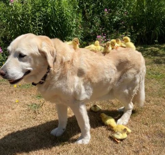 Fred and his ducklings
