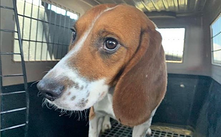 Kindness Ranch Continues Rescue And Rehab Of Research Dogs 1