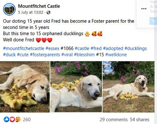 Labrador Retriever Fred Fosters Cute Ducklings - Goes Viral