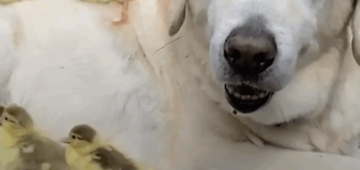 Labrador Retriever Fred Fosters Cute Ducklings - Goes Viral