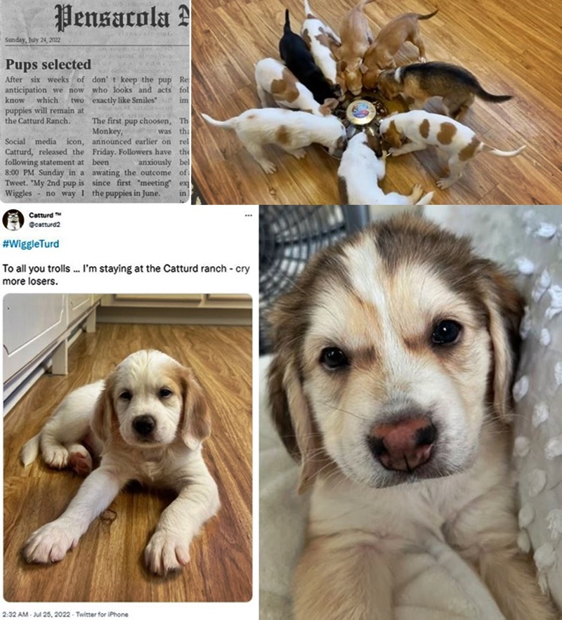 Twitter Influencer Catturd Finally Chooses Which Trending Puppies To Keep