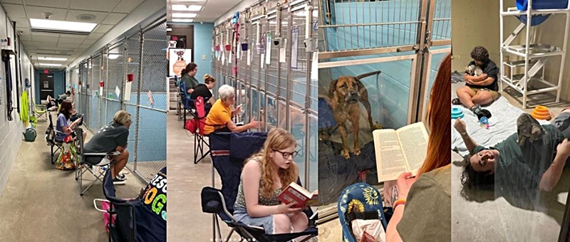 Volunteers Give Up 4th of July To Calm Kentucky Humane Society Animals