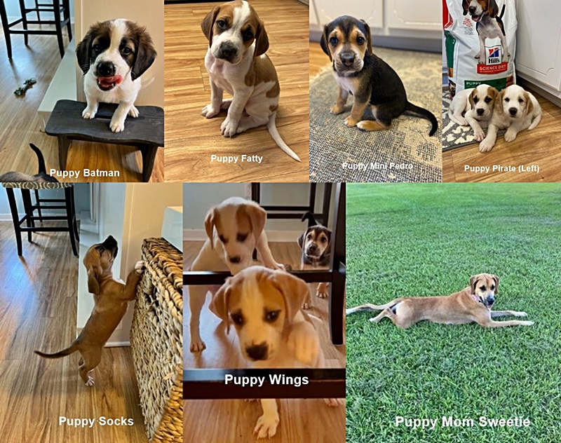 all the puppies