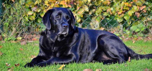 Tinder users both had a Black Labrador named Onyx