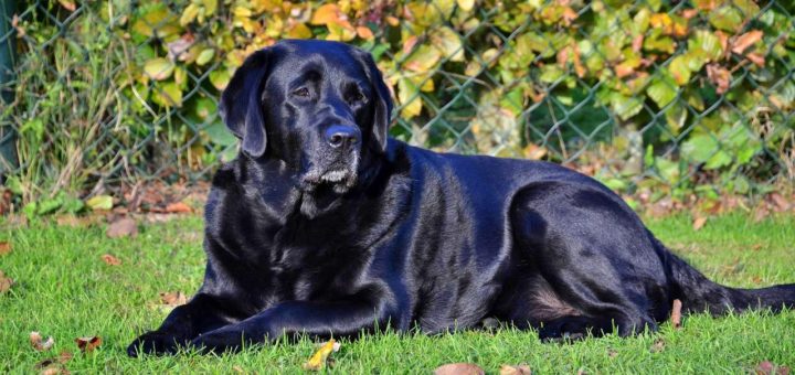 Tinder users both had a Black Labrador named Onyx