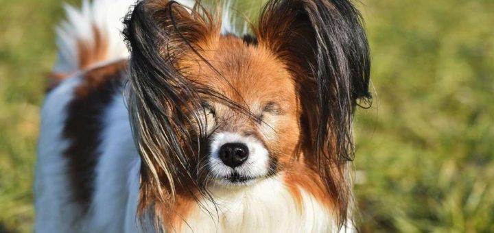 Blind papillon dog uses nose to 'see'