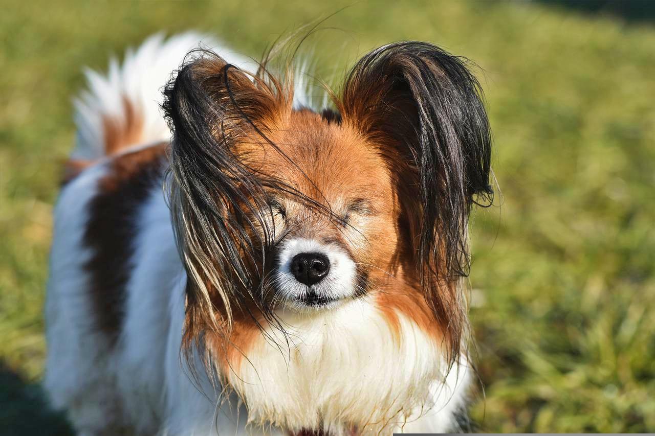 Blind papillon dog uses nose to 'see'