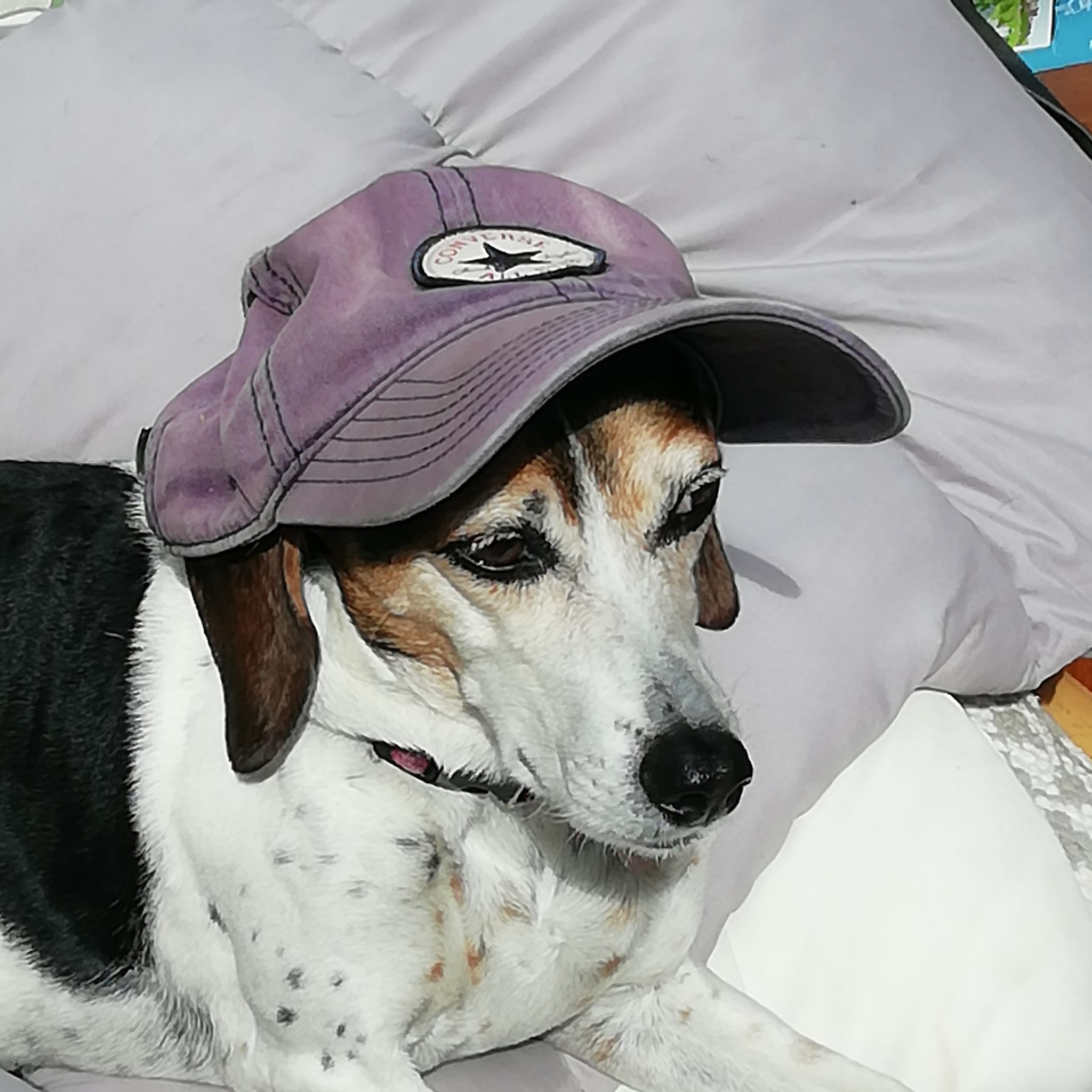 Bonnie a beagle mix dog escaped from home and came 3rd in a dog show