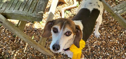 Bonnie a beagle mix dog escaped from home and came 3rd in a dog show