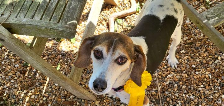 Bonnie a beagle mix dog escaped from home and came 3rd in a dog show