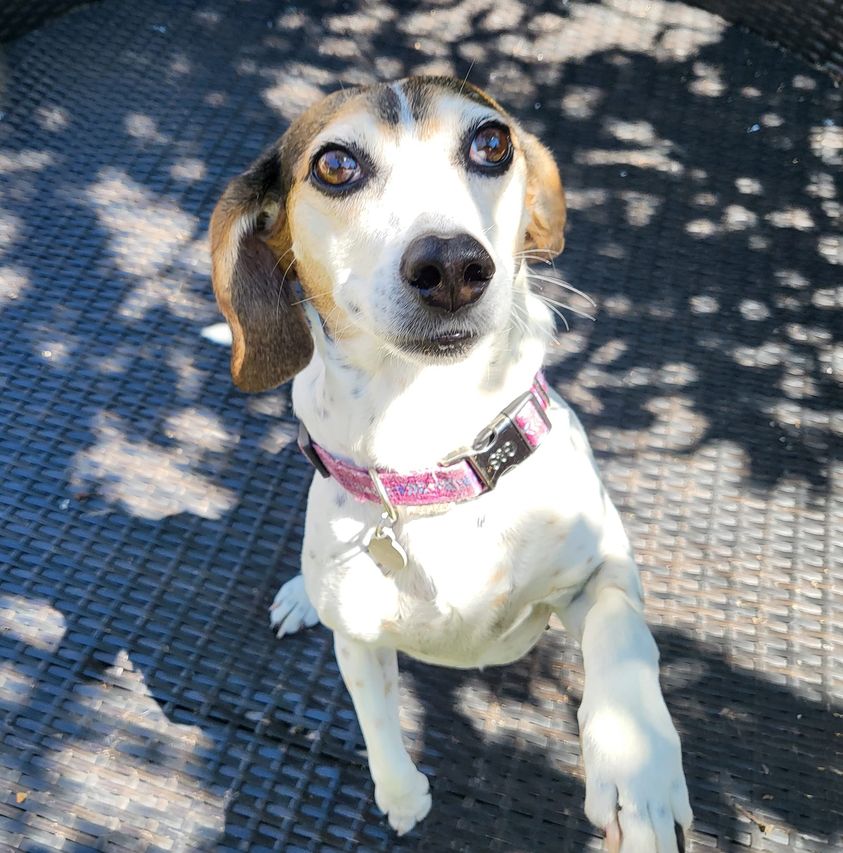 Bonnie a beagle mix dog escaped from home and came 3rd in a dog show
