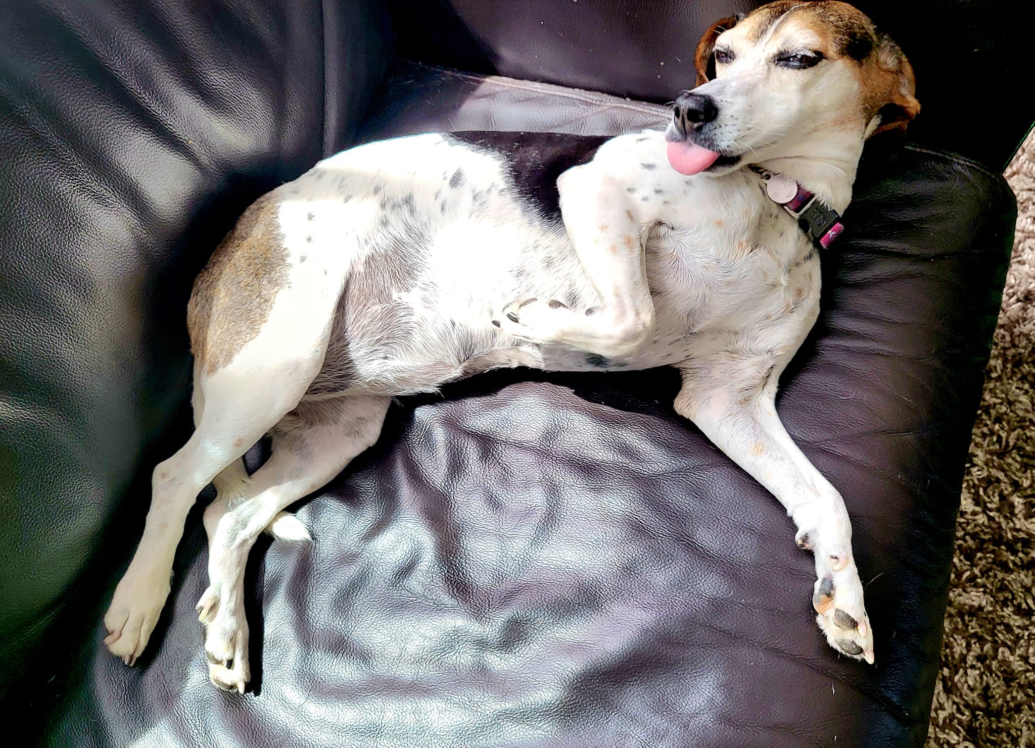 Bonnie a beagle mix dog escaped from home and came 3rd in a dog show