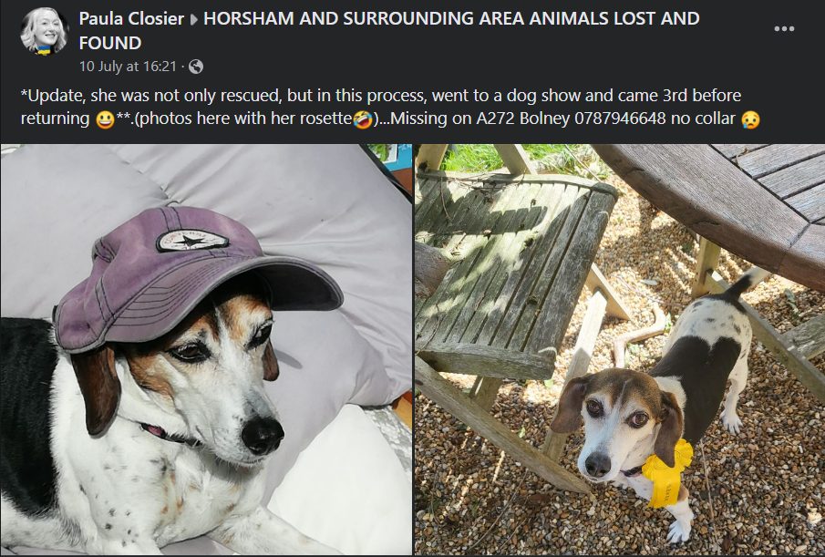 Bonnie a beagle mix dog escaped from home and came 3rd in a dog show