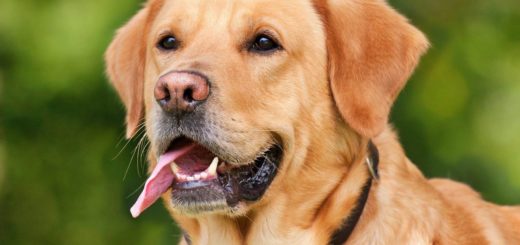 Keep your dog cool this summer