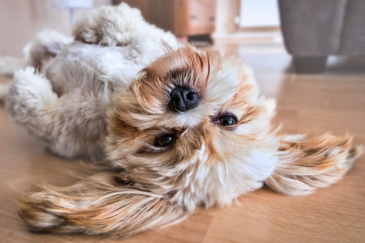 Keep your dog cool this summer