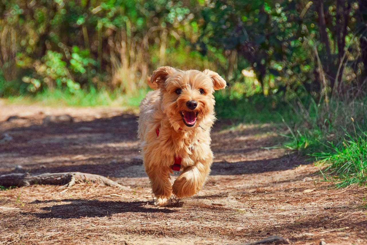 Protect your pet's paws