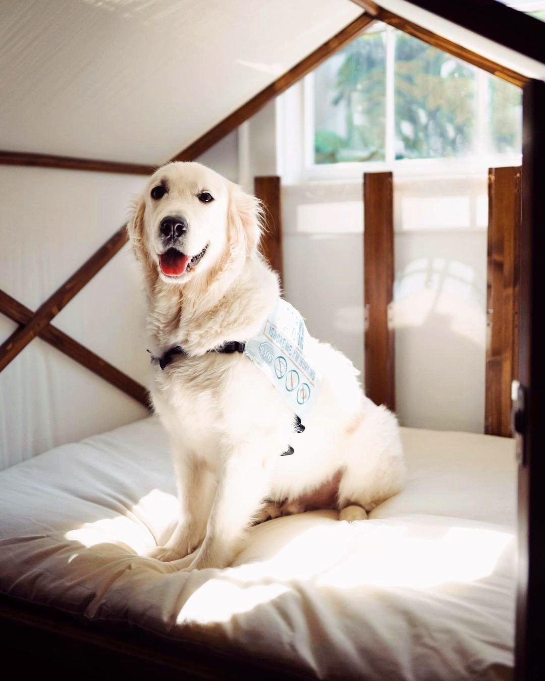 Finnian the Golden Retriever travels the world