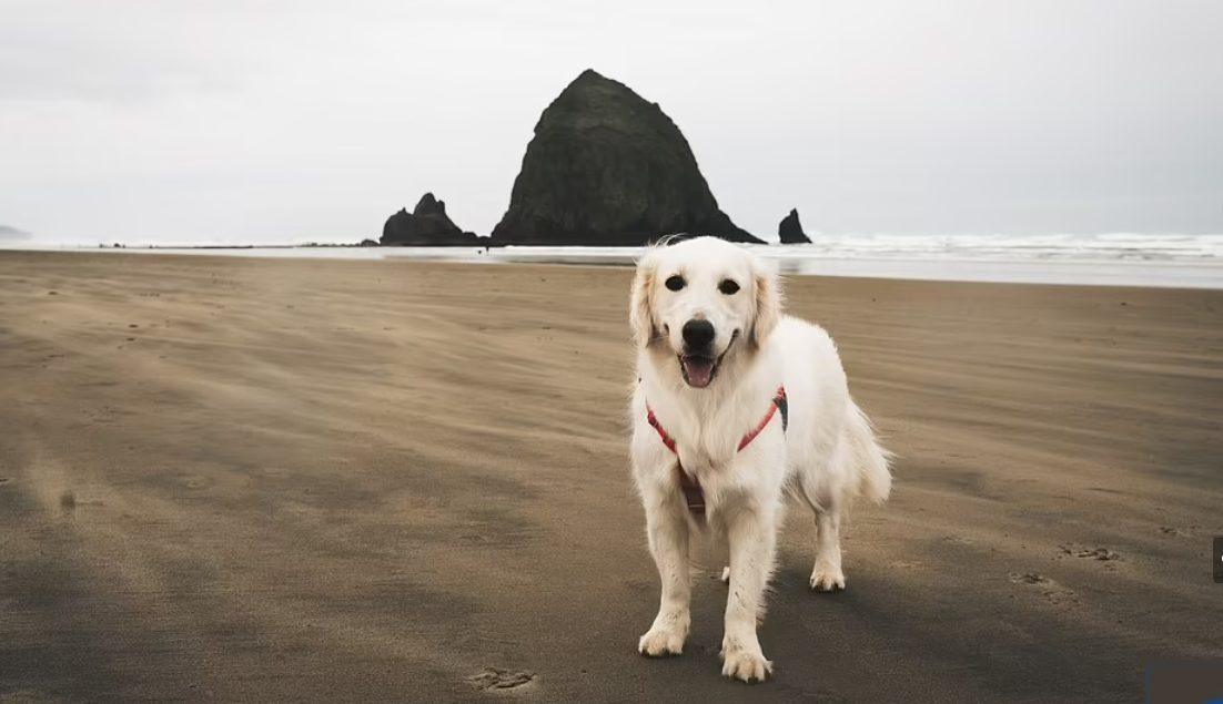 Finnian the Golden Retriever travels the world