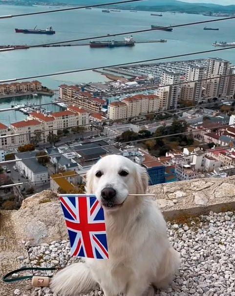 Finnian the service dog in Gibraltar