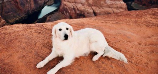 Finnian the Golden Retriever travels the world
