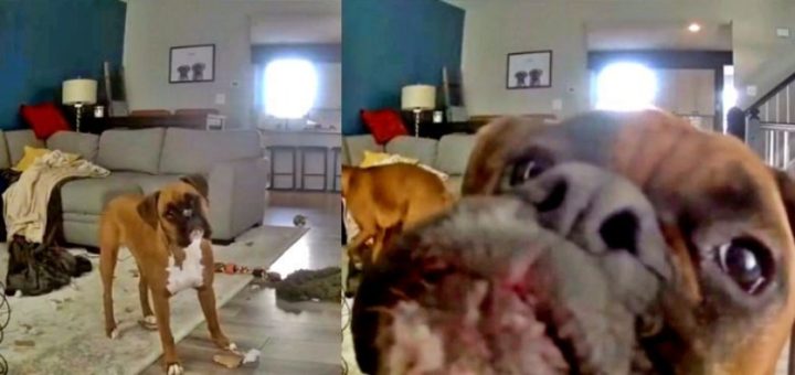 Lexi the mischievous boxer caught on video