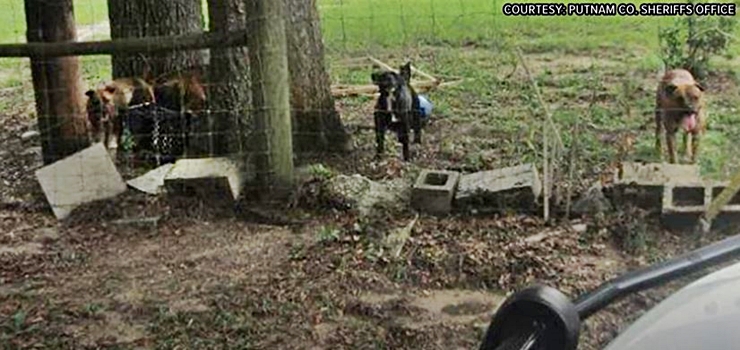 Killer Dogs In Florida Horrify Folks Who Call For Prosecution