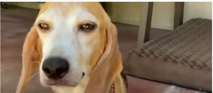 Prince Harry and Megan Markle Adopt Rescued Beagle