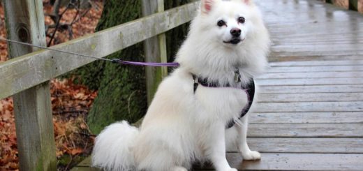 American Eskimo dog rescued in NYC and adopted by an officer