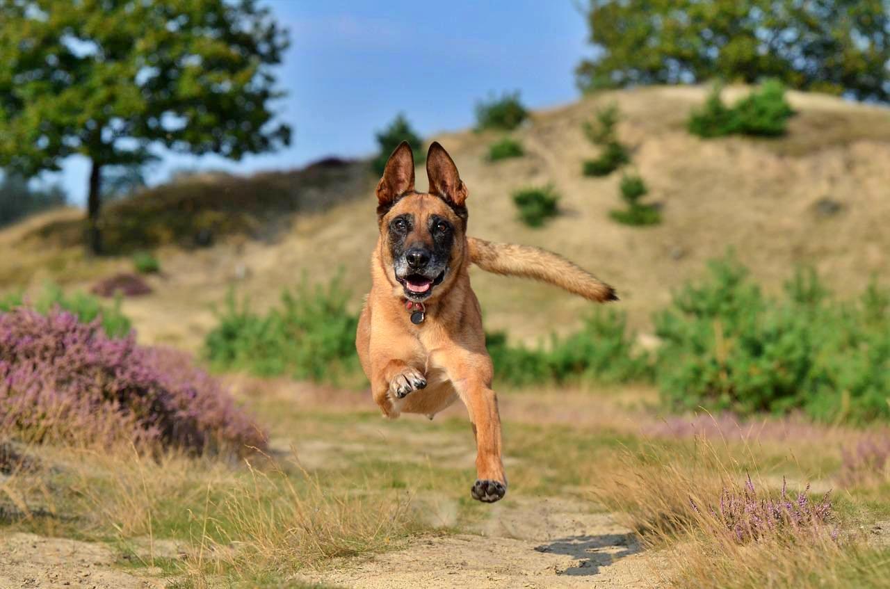 Belgian malinois