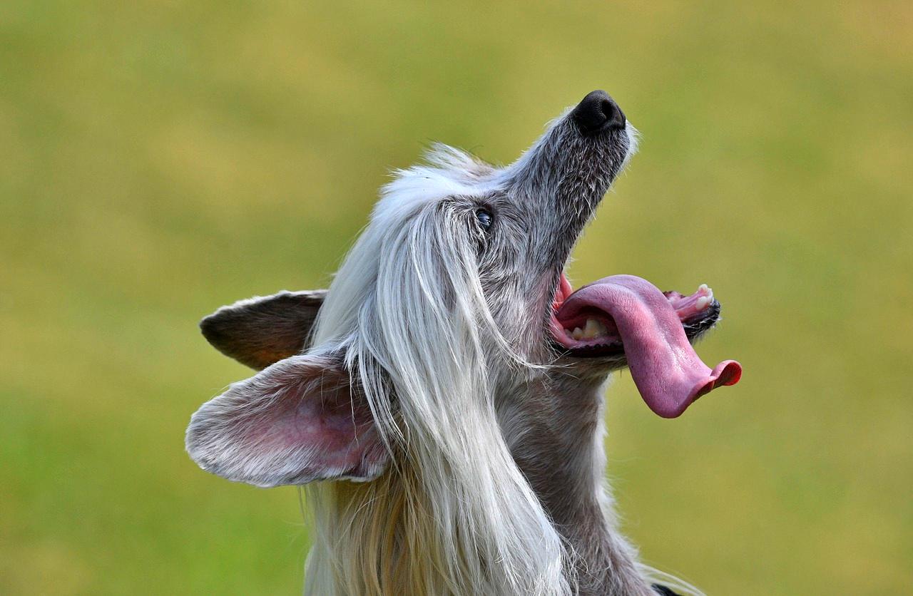 TikTok vet says no to Chinese crested dogs
