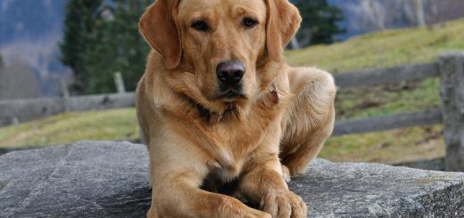 A man fell down a well and was rescued after his dog barked for hours