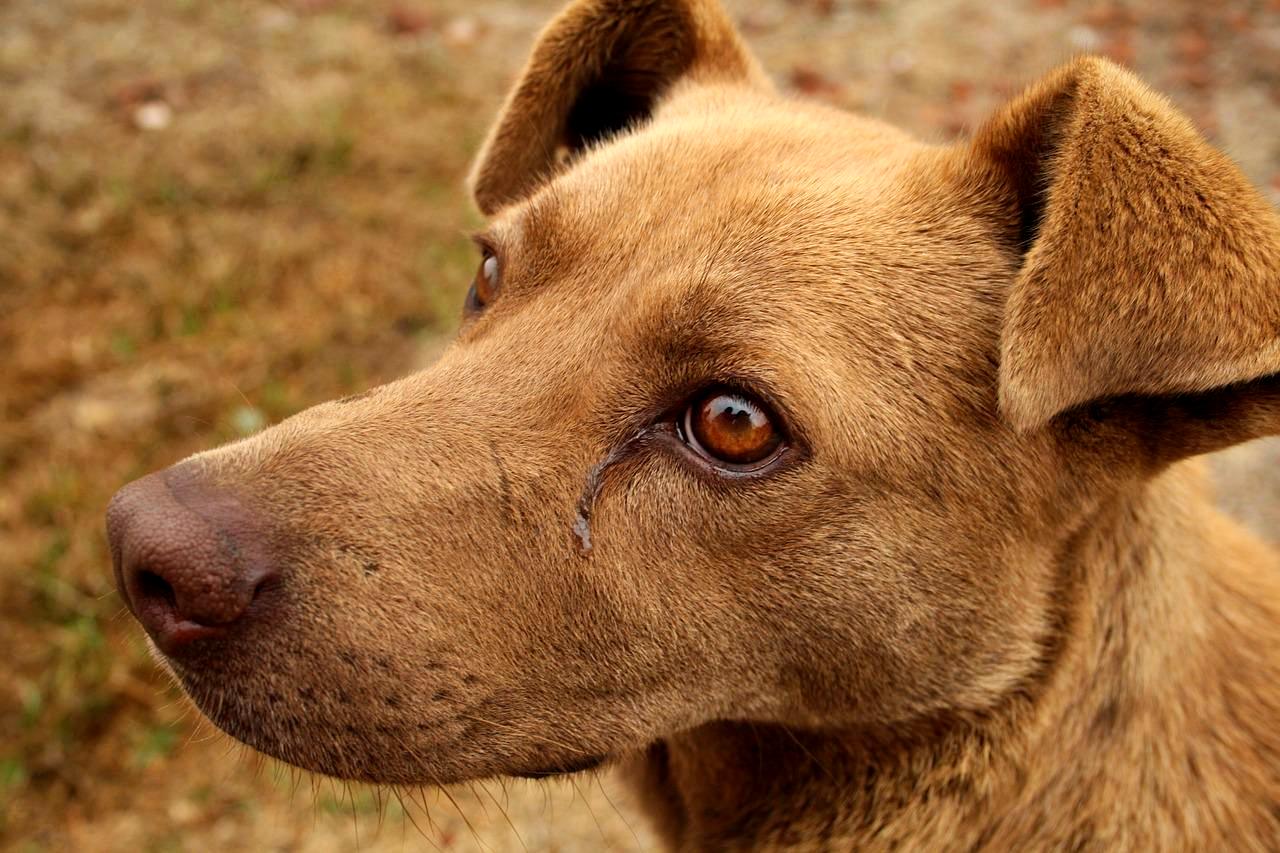 Sad dog crying