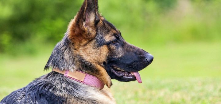 Tiktok video of a German shepherd showing jealousy goes viral