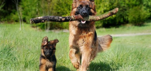 TikTok vet wouldn't own a erman shepherd