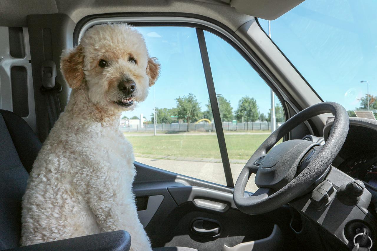 Goldendoodle no. 1 no for Tiktok vet