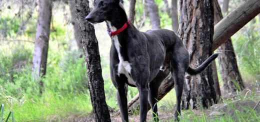 Family greyhound catches monkeypox