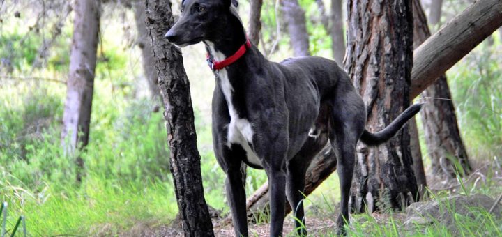 Family greyhound catches monkeypox
