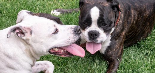 Sweet Mommy in Japan is selling a wearable fan for dogs
