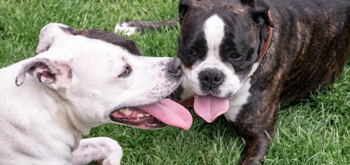 Sweet Mommy in Japan is selling a wearable fan for dogs