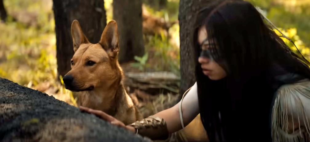 Coco the American Dingo plays Sarii in Prey