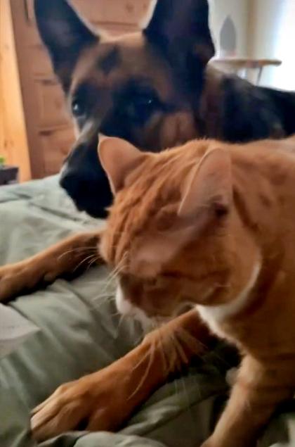 Sam the German shepherd reacts with jealousy to cat