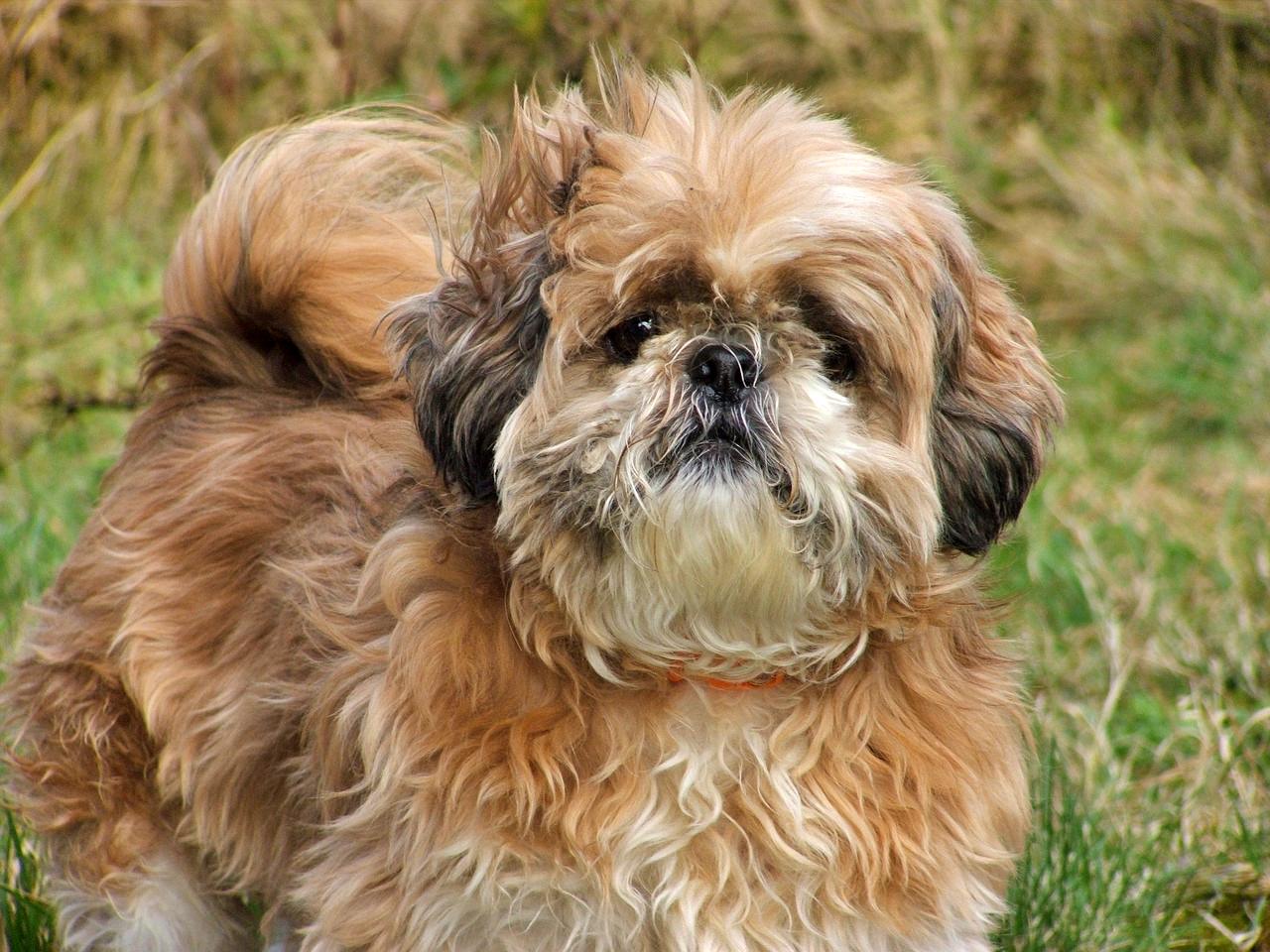 Flat-faced dogs - Shih-Tzu