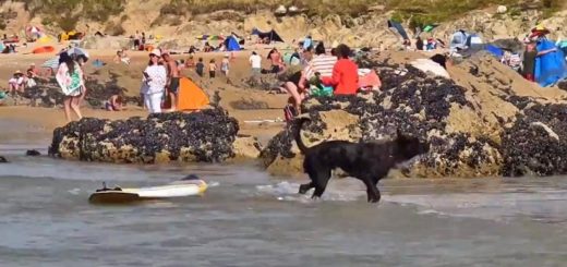 Surfing dog on Newquay beach