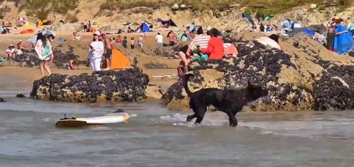 Surfing dog on Newquay beach