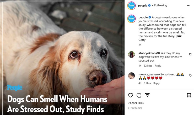 Dog Behavior Research Reveals More About Pooches Scenting Ability