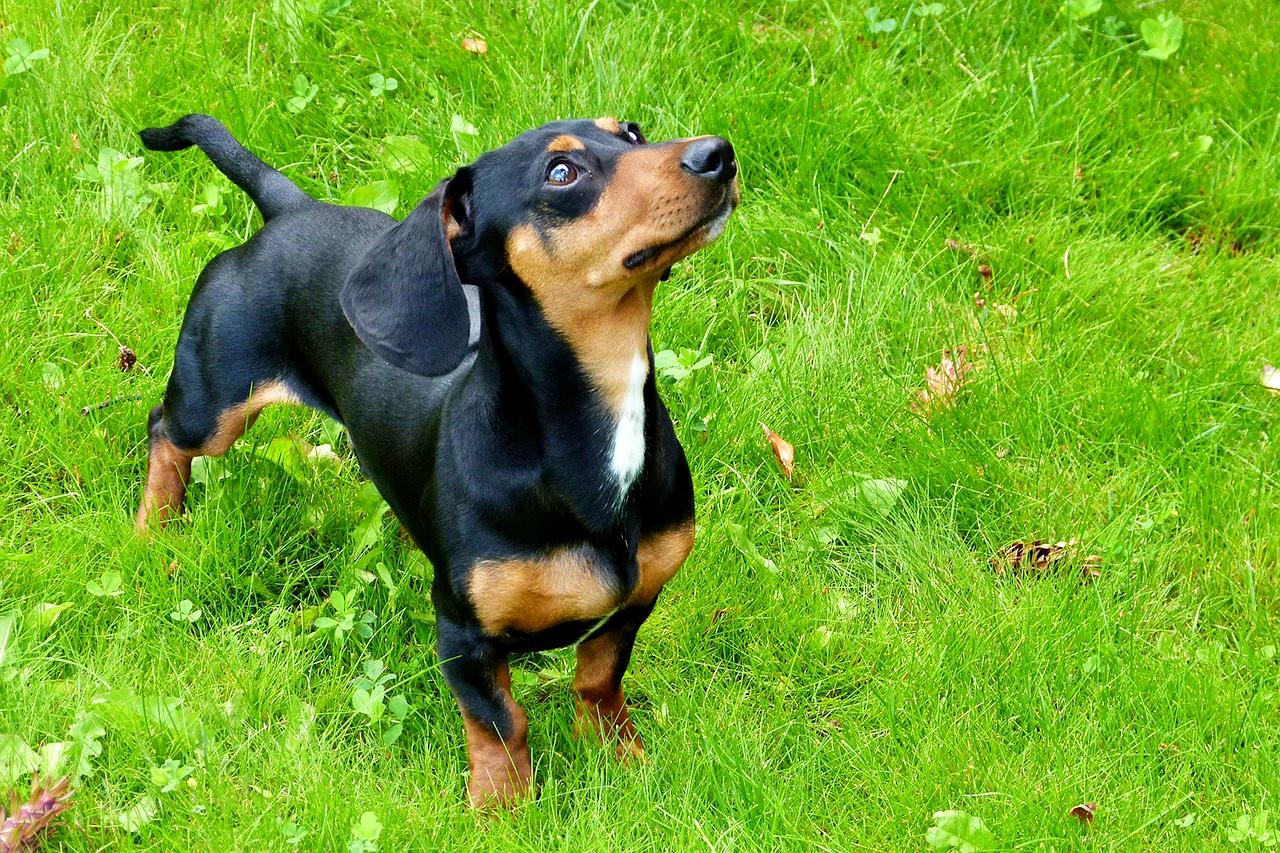 Dachshund gets a no from the TikTok vet