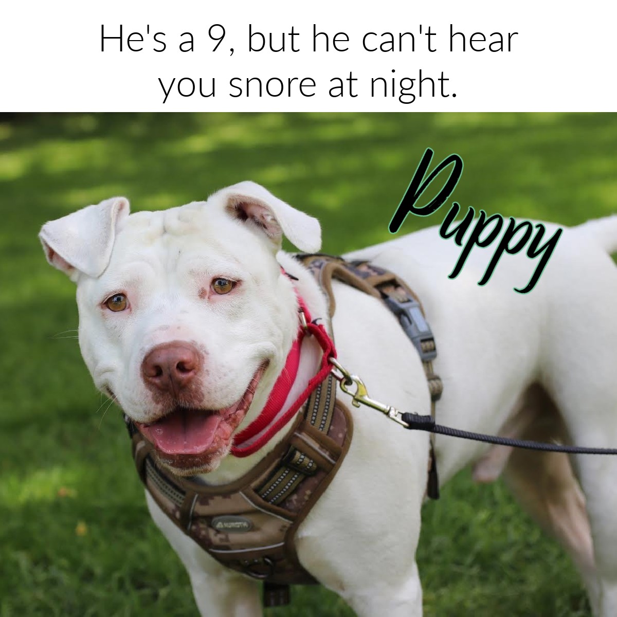 Dave the deaf pit bull mix has a new home