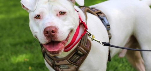 Dave the deaf pit bull found a home with a hearing-impaired human